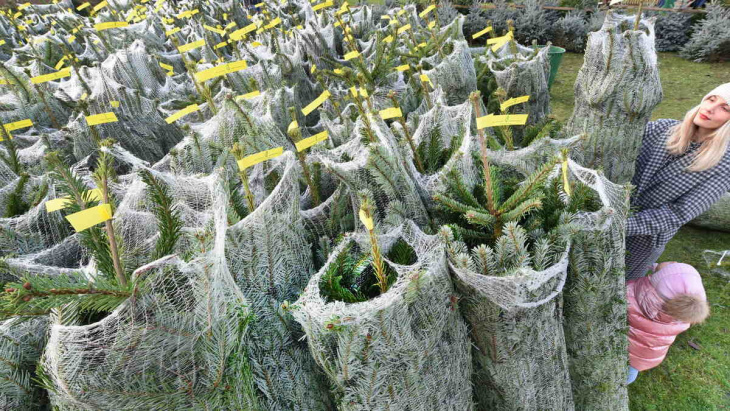 in sachsen beginnt die weihnachtsbaum-saison