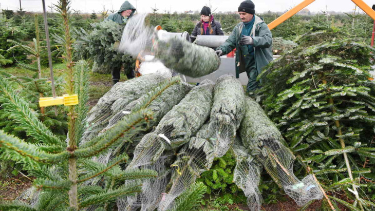 in sachsen beginnt die weihnachtsbaum-saison