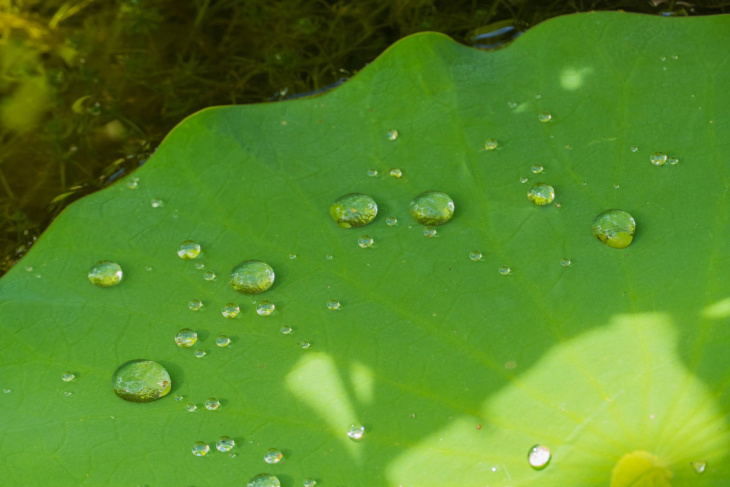 faszination bionik: die natur als vorbild