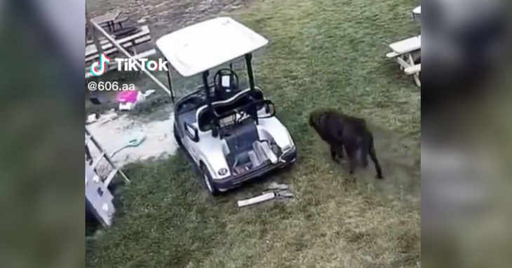 vierbeiniger übeltäter: hund rauscht mit golf-cart in geparktes auto