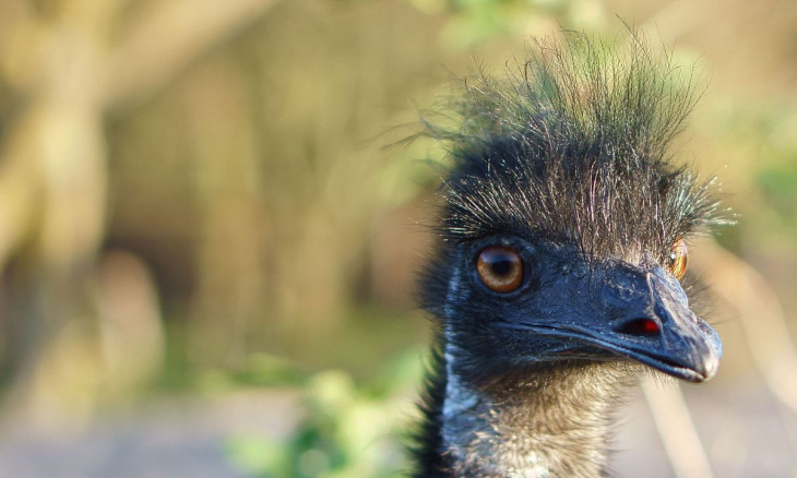 motorradfahrer kollidiert in australien mit emu
