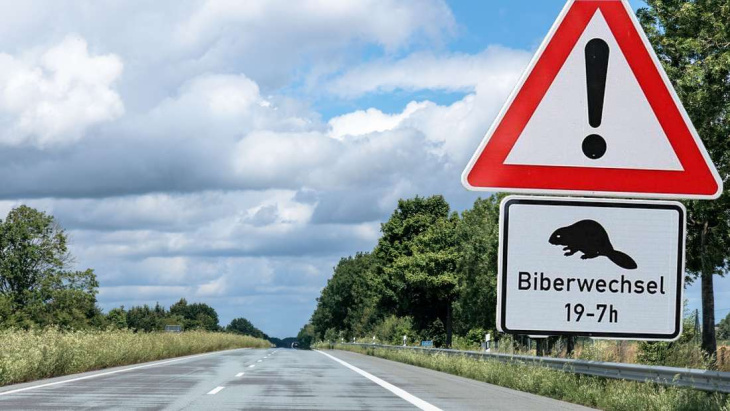 Verkehrszeichen soll seltenes Tier schützen – sie sind nach Deutschland zurückgekommen