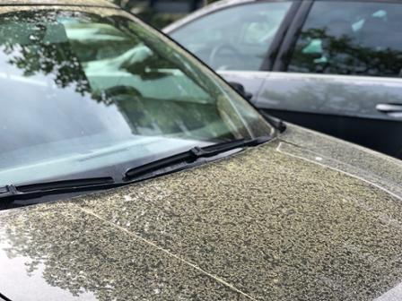 blütenstaub auf dem auto: so werden sie die pollen wieder los