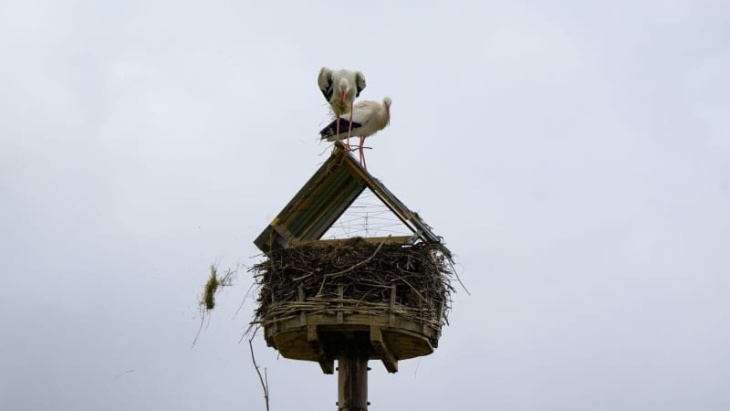 storch beschädigt autos und muss umziehen