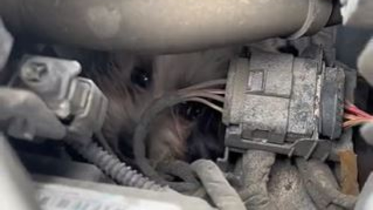 bonbon wurde gerettet, ein kleiner hund, der 50 km lang im motor eines autos feststeckte