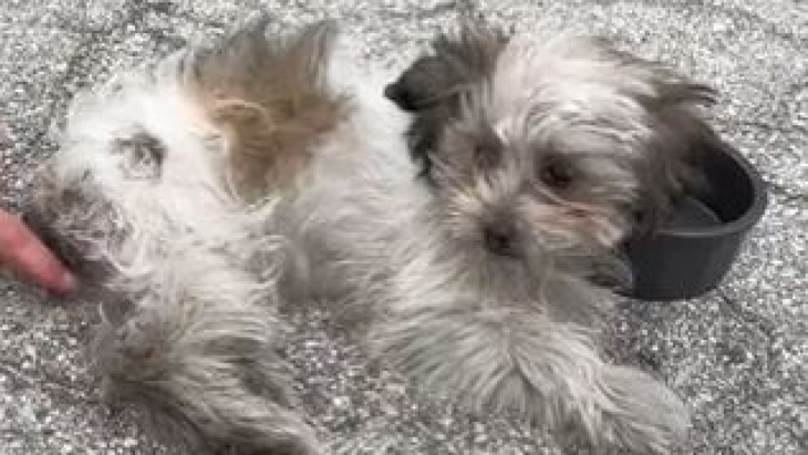 bonbon wurde gerettet, ein kleiner hund, der 50 km lang im motor eines autos feststeckte