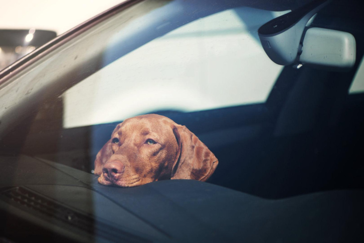 hund bei hitze im auto: darf ich die scheibe einschlagen?