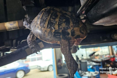 Dramatische Rettung aus Hyundai i30: Schildkröte im Motorraum verkeilt
