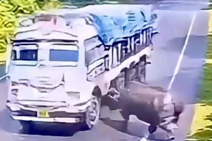 tolles video: nashorn greift lastwagen an und wird fast ausgeknockt