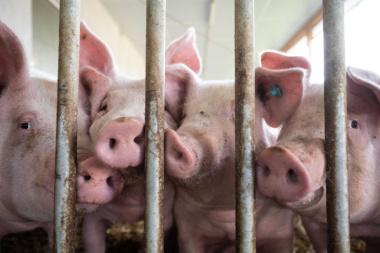 Verweste Schweine: Vorwürfe gegen Veterinäramt