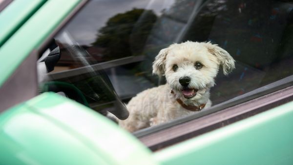 polizei rettet in weimar hund aus heißem auto