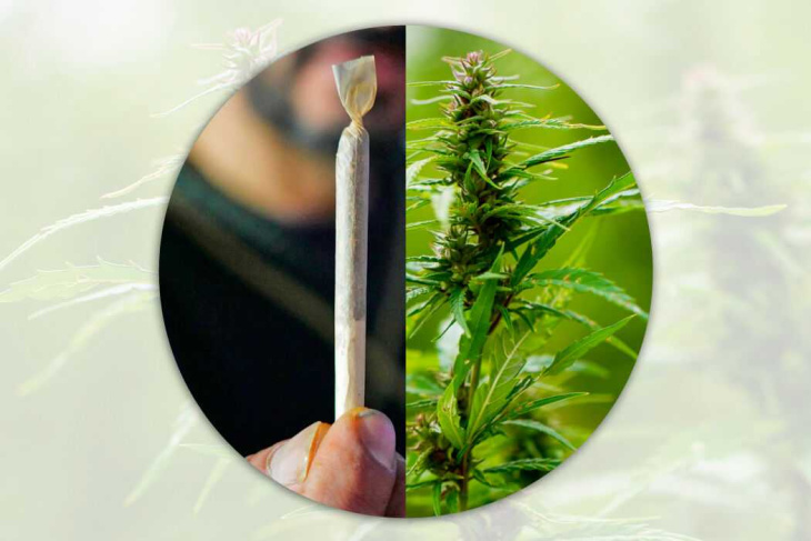 vorschlag für cannabis-grenzwert