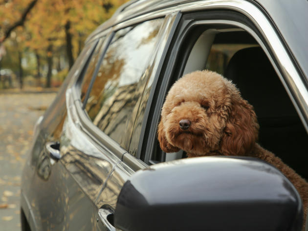 hundehaare entfernen: auto ist mit diesen tricks in minuten wieder sauber