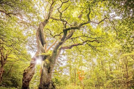 campen am naturpark hainich in thüringen