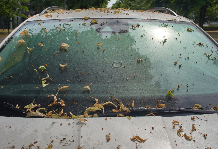 honigtau: warum dein auto im sommer manchmal klebt