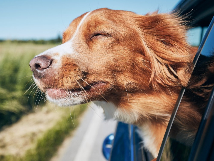 sommerhitze: so bleibt es im auto kühl