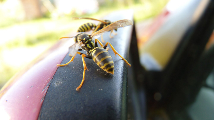 wespen im auto: so werden sie die insekten wieder los