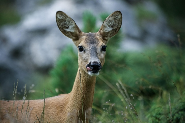 gefahr von wildunfällen steigt