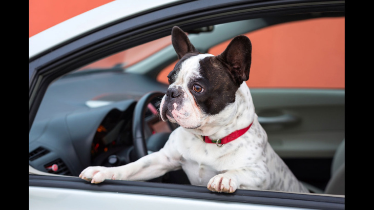 top 10 der ablenkungen beim autofahren